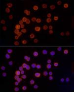 Cathepsin G Antibody in Immunocytochemistry (ICC/IF)