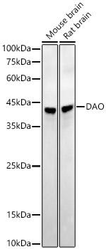 DAO Antibody in Western Blot (WB)