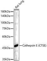 Cathepsin E Antibody in Western Blot (WB)