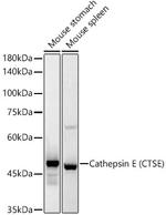 Cathepsin E Antibody in Western Blot (WB)