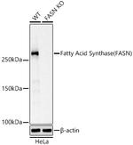 FASN Antibody in Western Blot (WB)