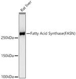 FASN Antibody in Western Blot (WB)