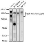 LDLR Antibody in Western Blot (WB)