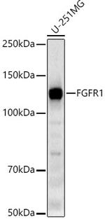 FGFR1 Antibody in Western Blot (WB)