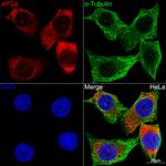 EIF2S1 Antibody in Immunocytochemistry (ICC/IF)