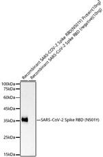 SARS-CoV-2 Spike (N501Y Mutant) Antibody in Western Blot (WB)