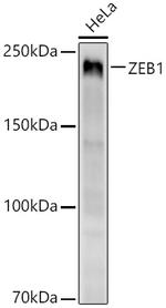 ZEB1 Antibody in Western Blot (WB)