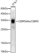 C/EBP delta Antibody in Western Blot (WB)