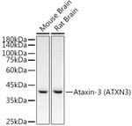 Ataxin 3 Antibody in Western Blot (WB)