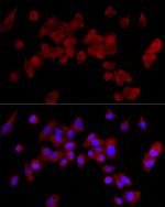 CYP3A4 Antibody in Immunocytochemistry (ICC/IF)