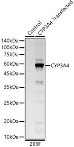 CYP3A4 Antibody in Western Blot (WB)