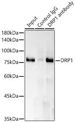 DNM1L Antibody in Immunoprecipitation (IP)