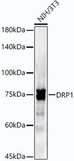 DNM1L Antibody in Western Blot (WB)