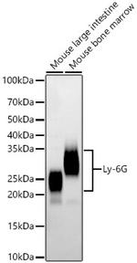 Ly-6G Antibody in Western Blot (WB)