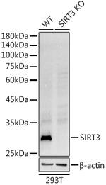 SIRT3 Antibody in Western Blot (WB)