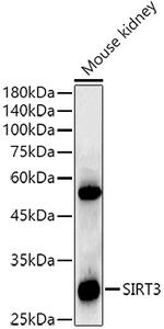 SIRT3 Antibody in Western Blot (WB)