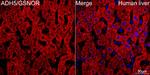 ADH5 Antibody in Immunocytochemistry (ICC/IF)