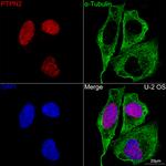 PTPN2 Antibody in Immunocytochemistry (ICC/IF)