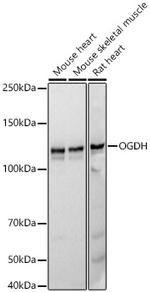 OGDH Antibody in Western Blot (WB)