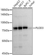 PLOD3 Antibody in Western Blot (WB)