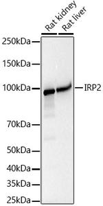 IREB2 Antibody in Western Blot (WB)