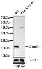 Claudin 1 Antibody in Western Blot (WB)