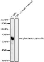 AFP Antibody in Western Blot (WB)