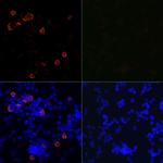 SARS-CoV-2 3CLpro Antibody in Immunocytochemistry (ICC/IF)