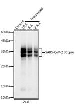 SARS-CoV-2 3CLpro Antibody in Western Blot (WB)