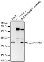 ANT Antibody in Immunoprecipitation (IP)