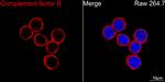 Complement Factor B Antibody in Immunocytochemistry (ICC/IF)