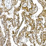 Caveolin 1 Antibody in Immunohistochemistry (Paraffin) (IHC (P))