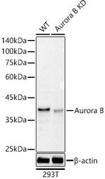 Aurora B Antibody in Western Blot (WB)