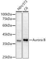 Aurora B Antibody in Western Blot (WB)