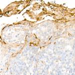 Clusterin Alpha Antibody in Immunohistochemistry (Paraffin) (IHC (P))