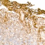 Clusterin Alpha Antibody in Immunohistochemistry (Paraffin) (IHC (P))