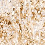 Clusterin Alpha Antibody in Immunohistochemistry (Paraffin) (IHC (P))