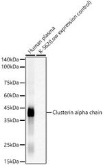 Clusterin Alpha Antibody in Western Blot (WB)