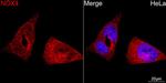 NOX4 Antibody in Immunocytochemistry (ICC/IF)