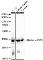 RBMX Antibody in Western Blot (WB)