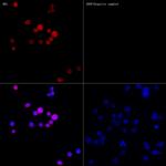 Calretinin Antibody in Immunocytochemistry (ICC/IF)