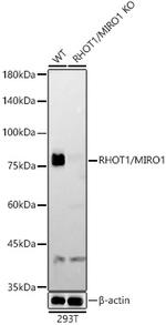 RHOT1 Antibody in Western Blot (WB)