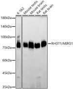 RHOT1 Antibody in Western Blot (WB)