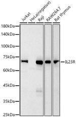 IL23R Antibody in Western Blot (WB)