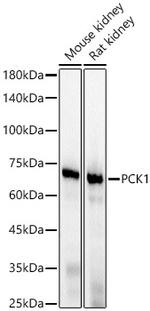 PCK1 Antibody in Western Blot (WB)