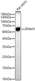 SPAM1 Antibody in Western Blot (WB)