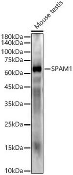 SPAM1 Antibody in Western Blot (WB)