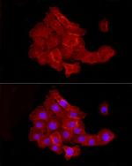 JAM-A (CD321) Antibody in Immunocytochemistry (ICC/IF)