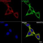 PI3K p85/p55 Antibody in Immunocytochemistry (ICC/IF)