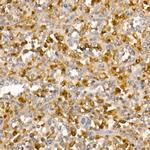 PYCARD Antibody in Immunohistochemistry (Paraffin) (IHC (P))